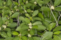 Winterberry, Ilex verticillata