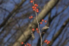 Winterberry, Ilex verticillata