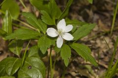 Wood Anemone, Anemone quinquefolia
