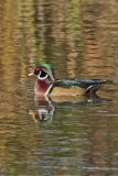 Wood Duck, Aix sponsa