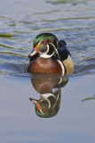 Wood Duck, Aix sponsa