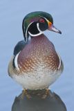 Wood Duck, Aix sponsa