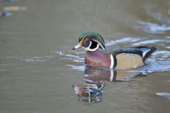 Wood Duck, Aix sponsa