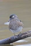 Wood Duck, Aix sponsa