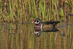 Wood Duck, Aix sponsa