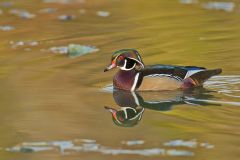 Wood Duck, Aix sponsa