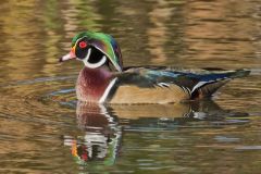 Wood Duck, Aix sponsa