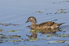Wood Duck, Aix sponsa