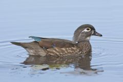 Wood Duck, Aix sponsa