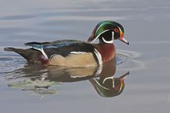 Wood Duck, Aix sponsa