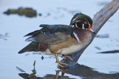 Wood Duck, Aix sponsa