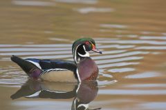 Wood Duck, Aix sponsa