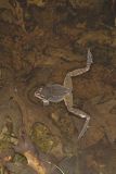 Wood Frog, Lithobates sylvaticus
