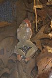 Wood Frog, Lithobates sylvaticus