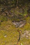 Wood Frog, Lithobates sylvaticus