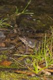 Wood Frog, Lithobates sylvaticus