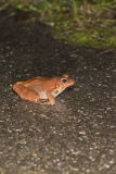 Wood Frog, Lithobates sylvaticus