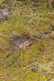 Wood Frog, Lithobates sylvaticus