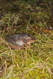 Wood Frog, Lithobates sylvaticus