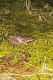 Wood Frog, Lithobates sylvaticus