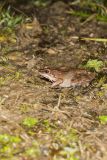Wood Frog, Lithobates sylvaticus