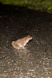 Wood Frog, Lithobates sylvaticus