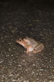 Wood Frog, Lithobates sylvaticus