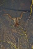 Wood Frog, Lithobates sylvaticus
