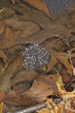 Wood Frog, Lithobates sylvaticus