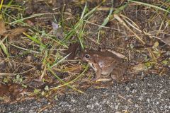 Wood Frog, Lithobates sylvaticus