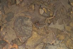 Wood Frog, Lithobates sylvaticus