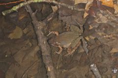 Wood Frog, Lithobates sylvaticus
