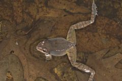 Wood Frog, Lithobates sylvaticus