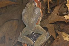 Wood Frog, Lithobates sylvaticus