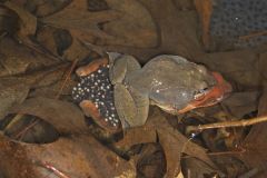 Wood Frog, Lithobates sylvaticus