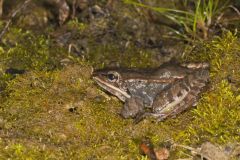 Wood Frog, Lithobates sylvaticus