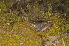 Wood Frog, Lithobates sylvaticus