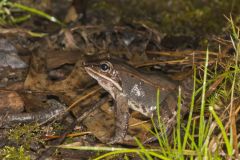 Wood Frog, Lithobates sylvaticus