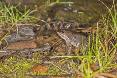 Wood Frog, Lithobates sylvaticus