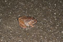 Wood Frog, Lithobates sylvaticus