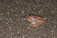 Wood Frog, Lithobates sylvaticus