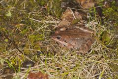 Wood Frog, Lithobates sylvaticus