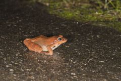 Wood Frog, Lithobates sylvaticus