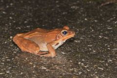 Wood Frog, Lithobates sylvaticus