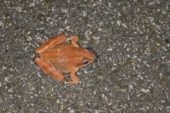 Wood Frog, Lithobates sylvaticus