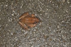 Wood Frog, Lithobates sylvaticus