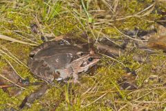 Wood Frog, Lithobates sylvaticus