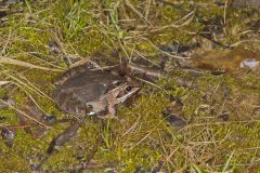 Wood Frog, Lithobates sylvaticus