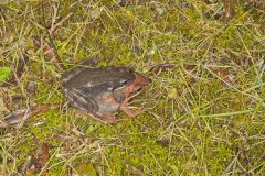 Wood Frog, Lithobates sylvaticus