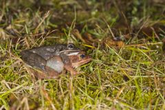 Wood Frog, Lithobates sylvaticus